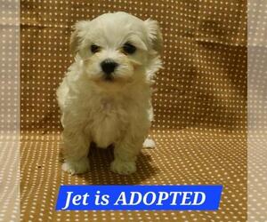 Medium Maltipoo (Miniature)