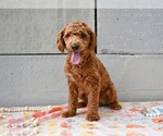 Small #2 Poodle (Miniature)