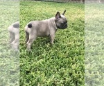 Small Photo #55 French Bulldog Puppy For Sale in WHITTIER, CA, USA