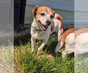 Jack Russell Terrier Dogs for adoption in Westminster, MD, USA