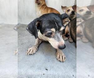 Chihuahua-Unknown Mix Dogs for adoption in San Antonio, TX, USA
