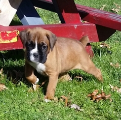 Boxer Puppy for sale in ASHTABULA, OH, USA