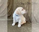 Small Photo #37 Labrador Retriever Puppy For Sale in MURRIETA, CA, USA