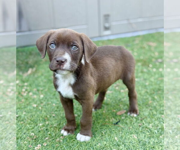 Medium Photo #1 Labrador Retriever-Unknown Mix Puppy For Sale in The Woodlands, TX, USA