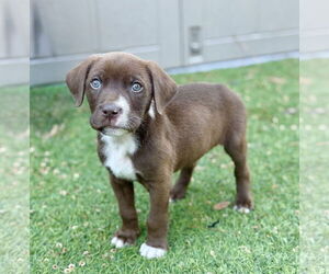 Labrador Retriever-Unknown Mix Dogs for adoption in The Woodlands, TX, USA