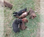 Small Photo #4 Labrador Retriever Puppy For Sale in VENUS, TX, USA