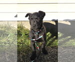 Small #3 Labrador Retriever Mix