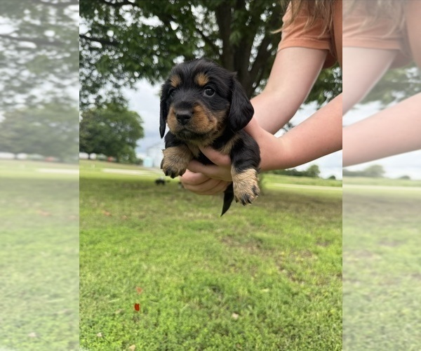 Medium Photo #5 Dachshund Puppy For Sale in ALAMO, TN, USA