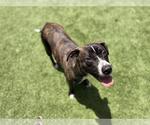 Small #1 American Staffordshire Terrier Mix