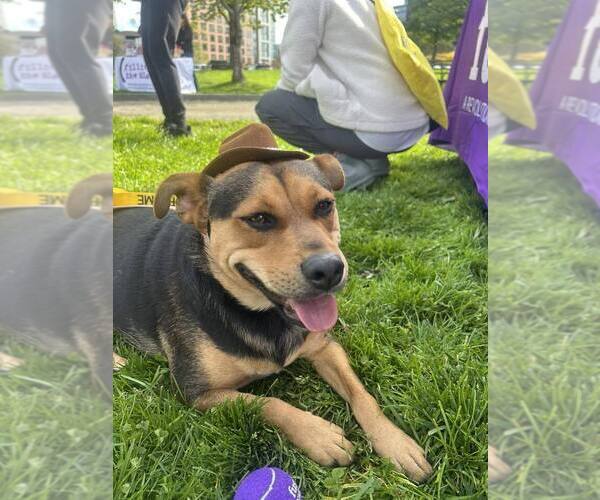 Medium Photo #2 Labrador Retriever-Unknown Mix Puppy For Sale in New York, NY, USA