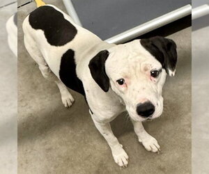 American Staffordshire Terrier-Unknown Mix Dogs for adoption in Tavares, FL, USA