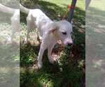 Small #3 Great Pyrenees