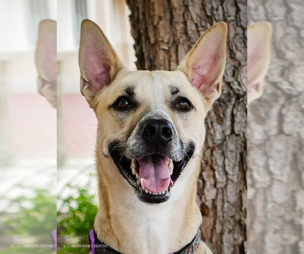 Medium Photo #3 Siberian Husky-Unknown Mix Puppy For Sale in Euless, TX, USA