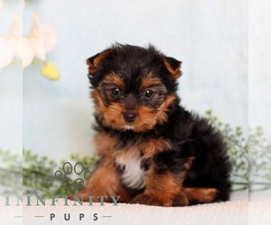 Yorkshire Terrier Puppy for sale in REINHOLDS, PA, USA