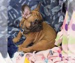 Small Photo #11 French Bulldog Puppy For Sale in MILWAUKEE, WI, USA