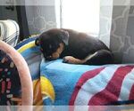 Small #21 Rottweiler