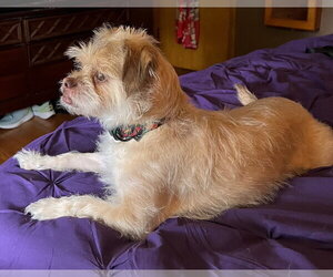 Angel - Female Mutt Dog for Adoption - Photo #3