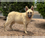 Small German Shepherd Dog Mix