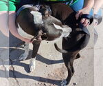 Small #8 American Pit Bull Terrier