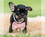 Small #3 French Bulldog
