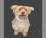 Small #1 Mutt