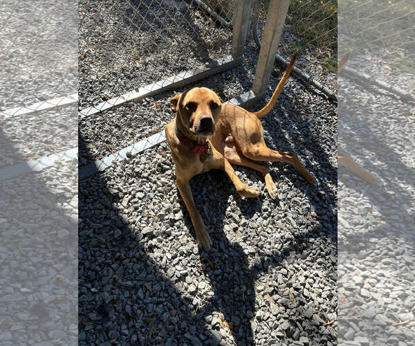 Medium Photo #3 American Pit Bull Terrier-Unknown Mix Puppy For Sale in Albemarle, NC, USA