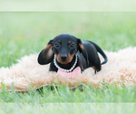 Small Photo #9 Dachshund Puppy For Sale in WARSAW, IN, USA