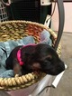 Small Photo #6 German Shepherd Dog Puppy For Sale in QUINCY, IL, USA