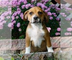 Puppy 4 Beagle-English Bulldog Mix