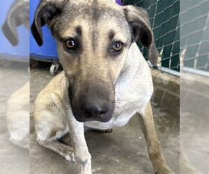 German Shepherd Dog Dogs for adoption in San Bernardino, CA, USA