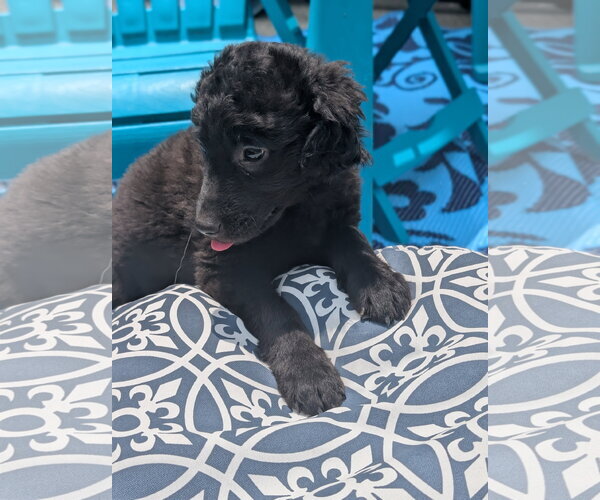 Medium Photo #4 Labrador Retriever-Unknown Mix Puppy For Sale in Holly Springs, NC, USA
