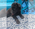 Small #3 Labrador Retriever Mix