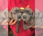 Small Photo #9 Cane Corso Puppy For Sale in CITY INDUSTRY, CA, USA