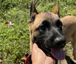 Small #4 Belgian Malinois