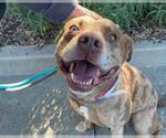 Small #1 Catahoula Leopard Dog Mix
