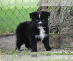 Small #2 Australian Shepherd