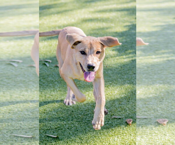 Medium Photo #4 Labrador Retriever-Unknown Mix Puppy For Sale in Hilton Head, SC, USA