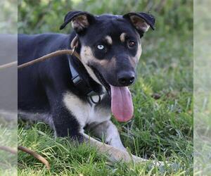 German Shepherd Dog-Unknown Mix Dogs for adoption in Modesto, CA, USA