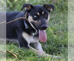 Small German Shepherd Dog Mix