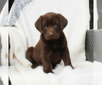 Small Photo #4 Labrador Retriever Puppy For Sale in EAST EARL, PA, USA