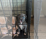 Puppy Frankie American Bully-Cane Corso Mix