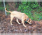 Small #2 Shepradors