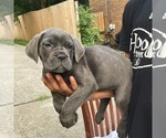 Small Photo #4 Cane Corso Puppy For Sale in ANTIOCH, TN, USA