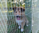Puppy 2 Collie