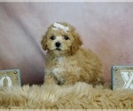 Puppy 3 Maltipoo