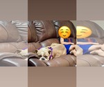 Small #9 Bulldog Mix
