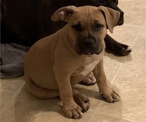American Bully Puppy for sale in ENID, OK, USA