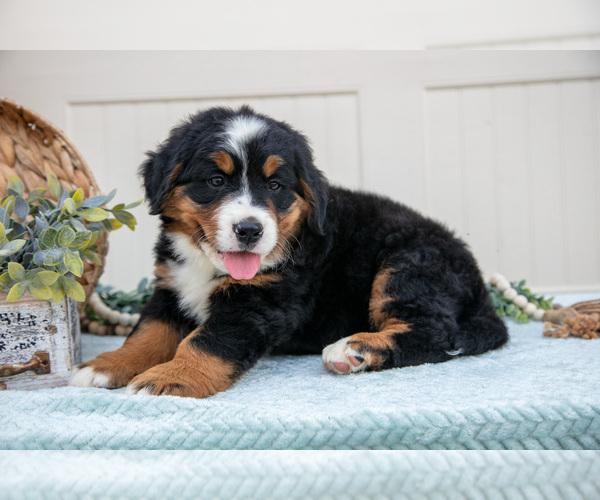 Medium Photo #7 Bernese Mountain Dog Puppy For Sale in BIRD IN HAND, PA, USA