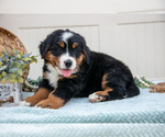 Puppy Bloom Bernese Mountain Dog