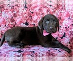 Small Photo #4 Labrador Retriever Puppy For Sale in NOTTINGHAM, PA, USA